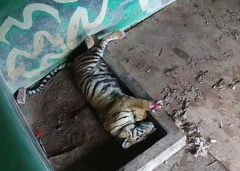 Seekor harimau Sumatera jantan terluka parah akibat jerat kawat yang terpasang di kawasan Hutan Tanaman Rakyat (HTR) Tebo. (Foto: BKSDA Jambi)