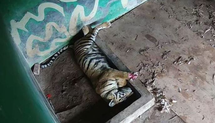 Seekor harimau Sumatera jantan terluka parah akibat jerat kawat yang terpasang di kawasan Hutan Tanaman Rakyat (HTR) Tebo. (Foto: BKSDA Jambi)