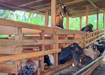 Kambing kurban di kandang milik Mas Agus, Kasang Pudak, Jambi, Senin (26/5/2025). (Dok. Daus)