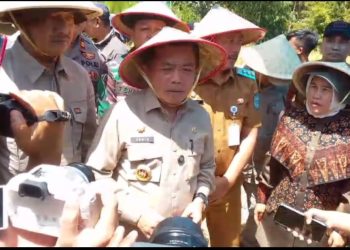 Gubernur Al Haris dan Bupati Kerinci Monadi saat melaksanakan panen raya gabah padi di Desa Pungut Hilir, Kerinci, pada Selasa (6/5/2025). (Dok. Diko - JT)