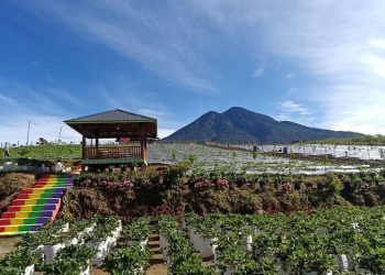 Farenza Garden di Desa Renah Alai, Kecamatan Jangkat, Kabupaten Merangin, (Dok Yola - JT)