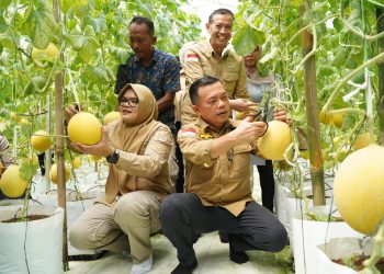 Gubernur Al Haris bersama Bupati Dillah melaksanakan Panen Perdana Melon Premium di Desa Tri Mulya, Kec. Rantau Rasau, Sabtu (17/05/2025) (Dok. Erit -:Kominfo)
