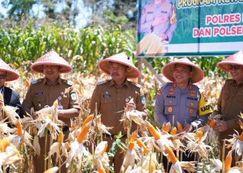 Bupati Kerinci Monadi menghadiri kegiatan Panen Raya Jagung yang digelar di halaman Polsek Air Hangat, Senin (19/5/2025). (Dok. Yola)