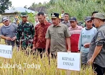 Bupati Kerinci, Monadi, bersama Kepala Dinas Tanaman Pangan dan Hortikultura, unsur Forkopimda, serta kelompok tani saat meninjau langsung kegiatan Panen Raya padi di Desa Lolo Hilir, Kecamatan Bukit Kerman, Kamis (22/5/2025). (fok. Yola)