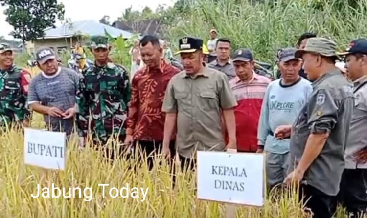 Bupati Kerinci, Monadi, bersama Kepala Dinas Tanaman Pangan dan Hortikultura, unsur Forkopimda, serta kelompok tani saat meninjau langsung kegiatan Panen Raya padi di Desa Lolo Hilir, Kecamatan Bukit Kerman, Kamis (22/5/2025). (fok. Yola)