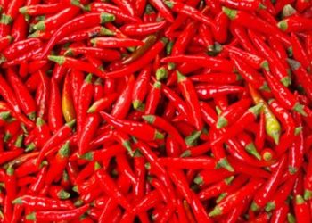 Cabai Merah Kecil (Dok, Pinterest)