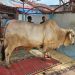 Sapi jenis Brahman bantuan Presiden RI dengan bobot 805,5 kg tiba di Masjid Taqwa Darul Iman, Kecamatan Mendahara, Tanjung Jabung Timur, Kamis (5/6/2025),(Dok. Nahar)