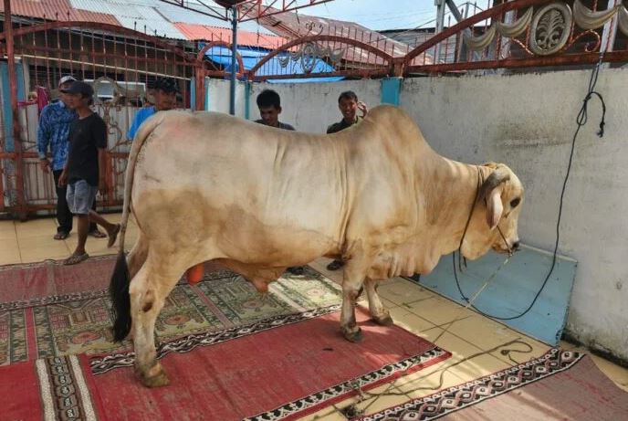 Sapi jenis Brahman bantuan Presiden RI dengan bobot 805,5 kg tiba di Masjid Taqwa Darul Iman, Kecamatan Mendahara, Tanjung Jabung Timur, Kamis (5/6/2025),(Dok. Nahar)