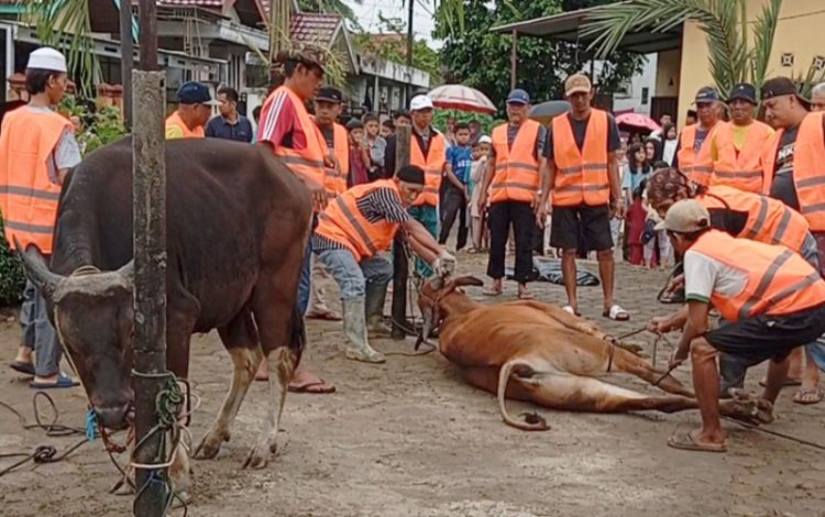Wadah Perum Aurduri mempersiapkan sapi kurban untuk disembelih, Jumat (6/6/2025).(Dok. Stepanus)