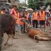 Wadah Perum Aurduri mempersiapkan sapi kurban untuk disembelih, Jumat (6/6/2025).(Dok. Stepanus)