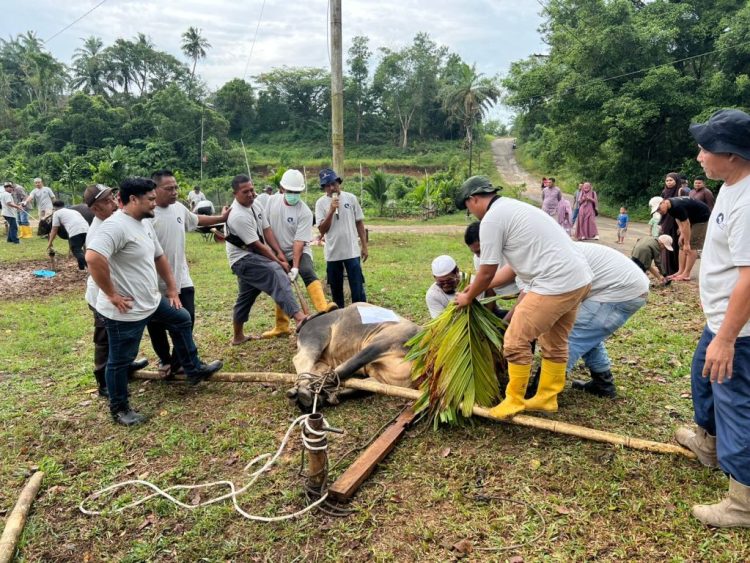 Pekerja PHR Zona 1 bersama warga bersiap menyembelih hewan kurban dalam perayaan Idul Adha 1446 H. (Dok. PHR Zona 1)