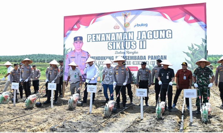 Kapolda Jambi Irjen Pol Krisno H. Siregar bersama Wakil Gubernur Jambi, unsur Forkopimda, dan perwakilan PT Brahmana Bina Bakti melakukan penanaman jagung siklus II sebagai bagian dari program ketahanan pangan nasional di Muaro Jambi, Kamis (5/6/2025). (Dok, Stepanus)