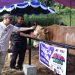 Presiden Direktur JNE, M. Feriadi Soeprapto, menyapa hewan kurban yang akan disembelih dalam perayaan Idul Adha 1446 H di Yayasan Yatuna Soeprapto Soeparno, Jakarta Timur, Jumat (6/6/2025). (Dok,. Humas JNE)