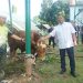 Danrem 042/Gapu Brigjen TNI Heri Purwanto bersama anggota Korem 042/Gapu saat meninjau hewan kurban sebelum proses penyembelihan di Makorem 042/Gapu, Jambi, Sabtu (7/6/2025). (Dok. Daus)
