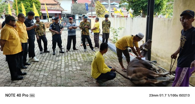 Panitia kurban DPD Partai Golkar Provinsi Jambi menyembelih sapi kurban dalam rangka Hari Raya Iduladha 1446 H di halaman kantor DPD Golkar Jambi, Sabtu (7/6/2025). (Dok. Yola)