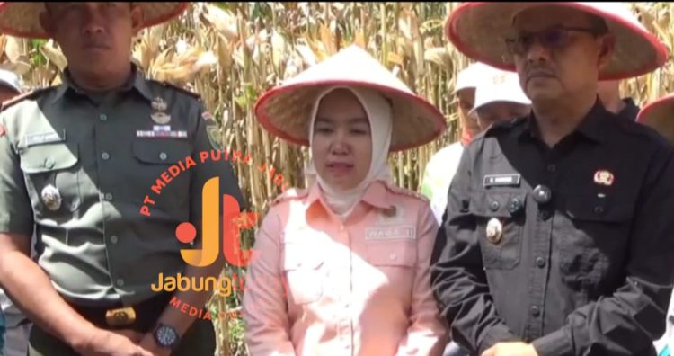 Wakil Ketua DPRD Kerinci, Surmila (tengah), bersama perwakilan TNI dan Pemkab Kerinci saat meninjau lokasi penanaman jagung di Kerinci, Jumat (13/6/2025). (Dok. Diko/Yola)