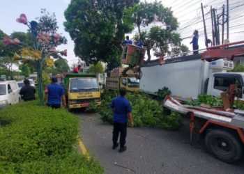 Petugas Damkar dan DLH Kota Jambi mengevakuasi pohon tumbang yang menimpa dua mobil warga di SPBU Jalan Soekarno Hatta, Rabu (30/7/2025). (Dok. Daus)