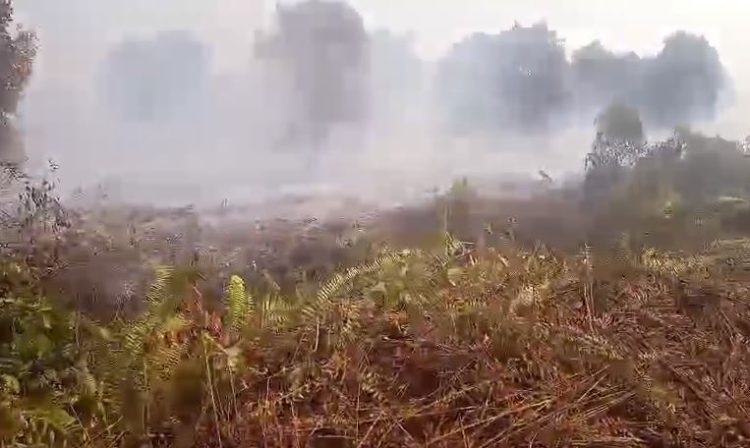 Asap tebal menyelimuti kawasan lahan gambut yang terbakar di Desa Gambut Jaya, Kecamatan Sungai Gelam, Kabupaten Muaro Jambi, Minggu (20/7/2025). (Dok, nahar)