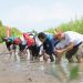 Penanaman Mangrove oleh SC Squad AHM di Kawasan Ekowisata Mangrove Tambaksari, Desa Tambaksari, Kabupaten Karawang, Jawa Barat, Senin (29/7/2025). (Dok.sinsen)