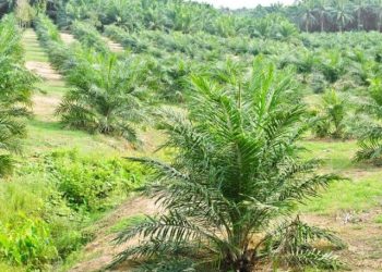 Kebun sawit milik warga di Kecamatan Bahar Selatan, Muaro Jambi, yang menjadi sumber penghidupan utama. (Foto: Dok. SPI)