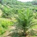 Kebun sawit milik warga di Kecamatan Bahar Selatan, Muaro Jambi, yang menjadi sumber penghidupan utama. (Foto: Dok. SPI)