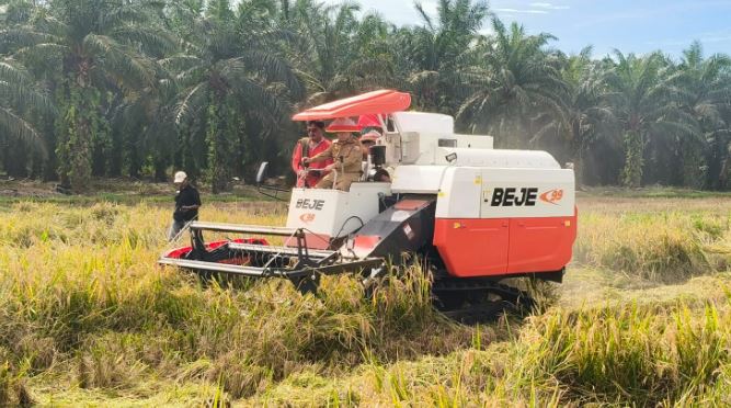 Gubernur Jambi Al Haris dan Bupati Bungo Dedy Putra menggunakan combine harvester saat panen raya padi di Dusun Bukit Sari, Kecamatan Jujuhan Ilir, Selasa (5/8/2025). (Dok. Humas)