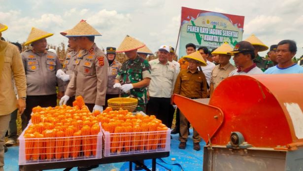 Bupati Tanjung Jabung Timur bersama jajaran pemerintah daerah, aparat kepolisian, TNI, dan perwakilan SKK Migas–PetroChina International Jabung Ltd menghadiri panen raya jagung serentak kuartal III tahun 2025 di Tanjabtim, Jambi, Sabtu (27/9/2025). (Dok. Nahar)