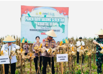 Kapolda Jambi Irjen Pol Krisno H Siregar bersama Gubernur Al Haris dan pejabat terkait memanen jagung pada panen raya serentak kuartal III di Kecamatan Geragai, Tanjung Jabung Timur, Sabtu (27/9/2025), (Dok. Nahar)