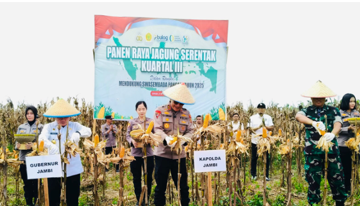 Kapolda Jambi Irjen Pol Krisno H Siregar bersama Gubernur Al Haris dan pejabat terkait memanen jagung pada panen raya serentak kuartal III di Kecamatan Geragai, Tanjung Jabung Timur, Sabtu (27/9/2025), (Dok. Nahar)