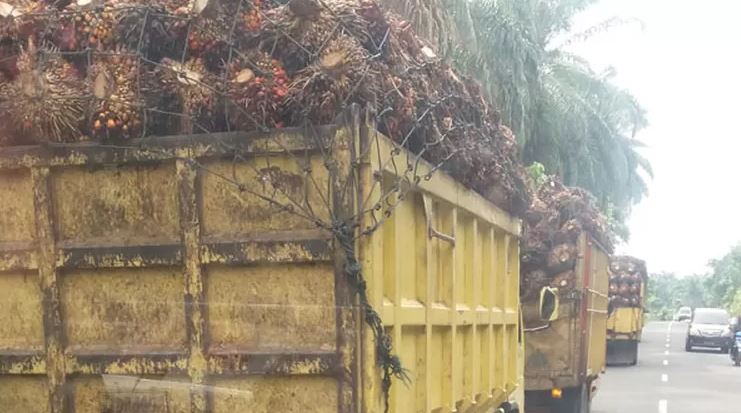 Truk pengangkut tandan buah segar (TBS) kelapa sawit melintas di jalan provinsi di Jambi. (Dok. Stepanus)