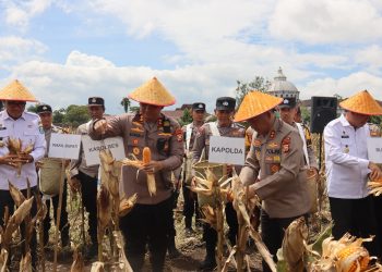 Kapolda Bengkulu Irjen Pol Mardiyono bersama Bupati dan pejabat Forkopimda Kepahiang memanen jagung varietas Supra F-1 Bhayangkara Merah Putih di Desa Kelobak, Kecamatan Kepahiang, Rabu (1/10/2025). (Dok. Yola)