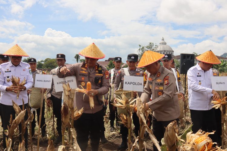 Kapolda Bengkulu Irjen Pol Mardiyono bersama Bupati dan pejabat Forkopimda Kepahiang memanen jagung varietas Supra F-1 Bhayangkara Merah Putih di Desa Kelobak, Kecamatan Kepahiang, Rabu (1/10/2025). (Dok. Yola)