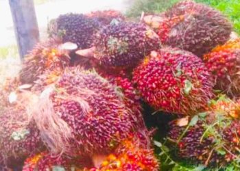 Ilustrasi hasil panen  buah kelapa sawit hasil (Dok. Pixabay)