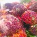 Ilustrasi hasil panen buah kelapa sawit hasil (Dok. Pixabay)