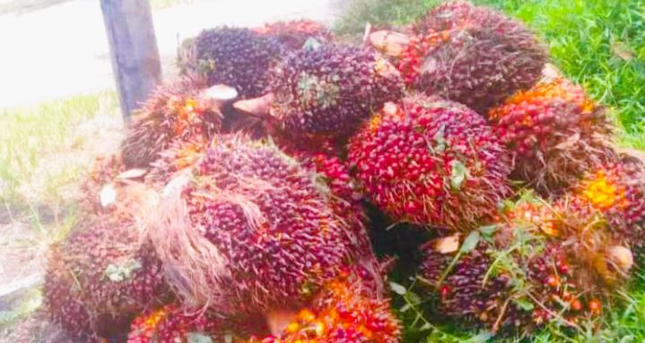 Ilustrasi hasil panen buah kelapa sawit hasil (Dok. Pixabay)