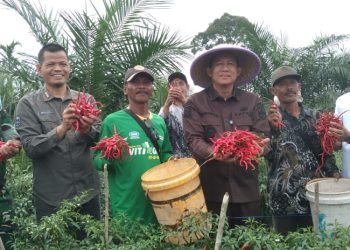 Bupati Muaro Jambi Dr. Bambang Bayu Suseno meninjau panen raya cabai merah bersama Gapoktan Desa Sungai Gelam, Kamis (20/11/2025). (Dok. Stepanus)