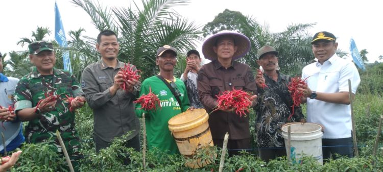 Bupati Muaro Jambi Dr. Bambang Bayu Suseno meninjau panen raya cabai merah bersama Gapoktan Desa Sungai Gelam, Kamis (20/11/2025). (Dok. Stepanus)