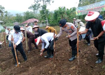 Pemerintah Desa Imigrasi Permu, Kecamatan Kepahiang, resmi meluncurkan Lomba Ketahanan Pangan Satu Desa Satu Hektar 2025 melalui kegiatan penanaman jagung serentak, Senin (25/08/2025). (Dok.haryadi)