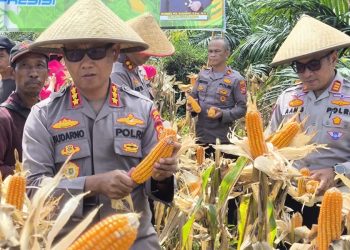 Polsek Kampung Melayu Laksanakan Panen Raya Jagung Serentak Kuartal III dihadiri langsung oleh Kapolresta Bengkulu Kombes Pol. Sudarno, Selasa (11/11/2025). (Dok.yl)