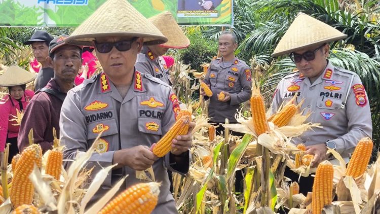 Polsek Kampung Melayu Laksanakan Panen Raya Jagung Serentak Kuartal III dihadiri langsung oleh Kapolresta Bengkulu Kombes Pol. Sudarno, Selasa (11/11/2025). (Dok.yl)