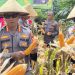 Polsek Kampung Melayu Laksanakan Panen Raya Jagung Serentak Kuartal III dihadiri langsung oleh Kapolresta Bengkulu Kombes Pol. Sudarno, Selasa (11/11/2025). (Dok.yl)
