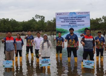 PT Pertamina Training and Consulting (PTC) bersinergi dengan Fuel Terminal Pulau Baai Bengkulu melaksanakan penanaman 2.200 bibit mangrove di kawasan Pulau Baai dan Muara Jenggalu, Kota Bengkulu, Rabu (10/12/2025) lalu. (Dok/yl)