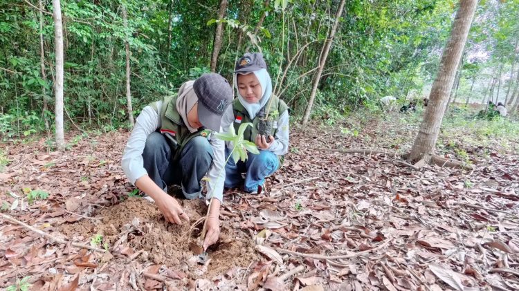 Peserta program Sinsen Plant Action 2025 menanam bibit pohon di Hutan Kota Bagan Pete, Jambi, Jumat (20/12/2025). (Dok, Daus)