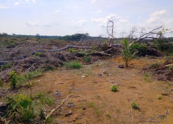 Program PSR di Mukomuko Disorot Petani, Diduga Tak Sesuai RAB dan Standar Teknis. (Dok/Dd)