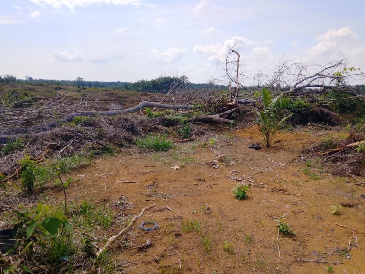 Program PSR di Mukomuko Disorot Petani, Diduga Tak Sesuai RAB dan Standar Teknis. (Dok/Dd)