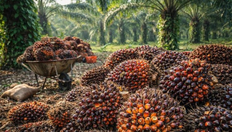 Tandan Buah Segar (TBS) kelapa sawit hasil panen petani di Provinsi Jambi. (Dok. Cici)