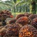Tandan Buah Segar (TBS) kelapa sawit hasil panen petani di Provinsi Jambi. (Dok. Cici)