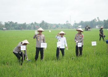 Gubernur Jambi Al Haris bersama Kapolda Jambi Irjen Pol. Krisno Halomoan Siregar dan unsur Forkopimda melakukan gerakan pemupukan padi sawah di Desa Pudak, Kecamatan Kumpeh Ulu, Kabupaten Muaro Jambi, Rabu (7/1/2026). (Dok. Erit - Kominfo)