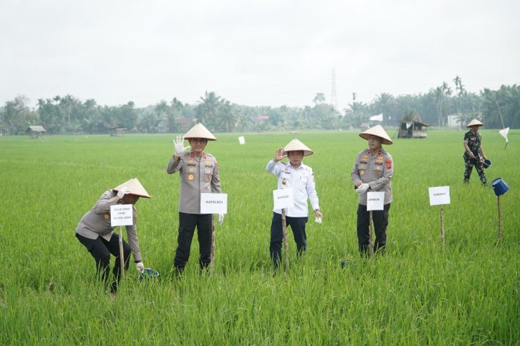 Gubernur Jambi Al Haris bersama Kapolda Jambi Irjen Pol. Krisno Halomoan Siregar dan unsur Forkopimda melakukan gerakan pemupukan padi sawah di Desa Pudak, Kecamatan Kumpeh Ulu, Kabupaten Muaro Jambi, Rabu (7/1/2026). (Dok. Erit - Kominfo)