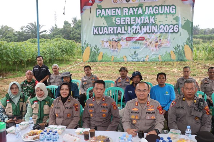 Jajaran Polresta Jambi bersama kelompok tani mengikuti kegiatan Panen Raya Jagung Serentak Kuartal IV Tahun 2025 secara daring di lahan Kelompok Tani Tunas Jaya, Kelurahan Paal Lima, Kecamatan Kota Baru, Kamis (8/1/2026). (Dok. Nahar)